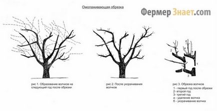 Резитбата кайсия пролет, есен, лято, как правилно да се намали (кайсия) Резитба кайсия пролет, есен, лято, как правилно да изрежете