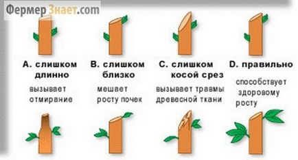 Резитбата кайсия пролет, есен, лято, как правилно да се намали (през пролетта) Резитба кайсия пролет, есен, лято, как правилно да изрежете