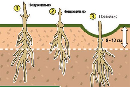 Резитба стъпка по стъпка клематис обучение, изграждане на портал