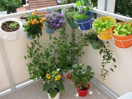 Осъществяване на балкона на цветя как да се украсяват, дизайн, къдрава, ampelnye, снимки