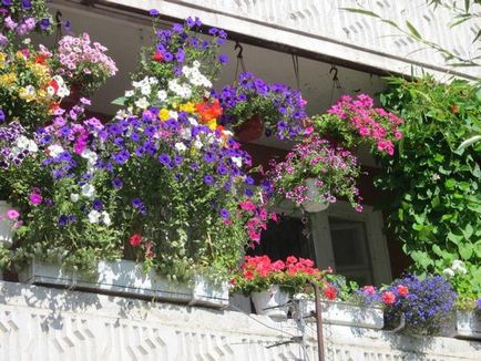 Осъществяване на балкона на цветя как да се украсяват, дизайн, къдрава, ampelnye, снимки