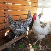 Описание порода Ломан Браун кокошки преглед на снимки и обратна връзка