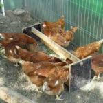 Описание порода Ломан Браун кокошки преглед на снимки и обратна връзка