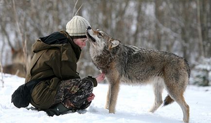 Определяне на вълк или куче, ние работим с вълци - Волфсшанце