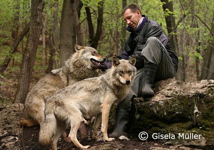 Определяне на вълк или куче, ние работим с вълци - Волфсшанце
