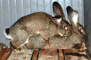 Процесът на чифтосване зайци у дома