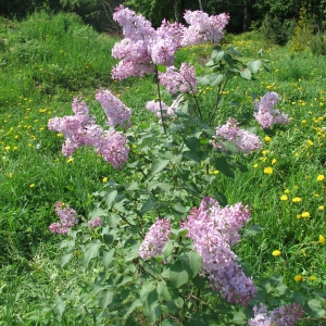 Отново, не цъфтят лилаво (Lilac) Отново, не цъфтят люляк