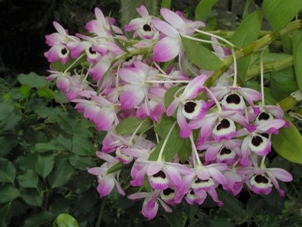 Orchid Dendrobium Nobile