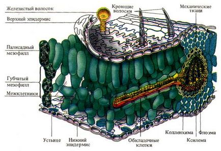 Анатомия и морфология на листа като орган на фотосинтезата - studopediya