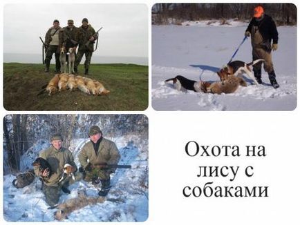 Особености на поведението на лисици, къде да търсите и съвети заявление от опитни ловци с видео