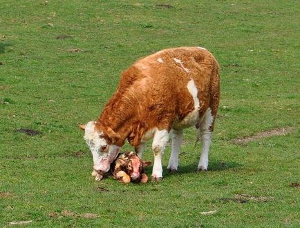 Отелване крави и телета, които получават всичко за раждане, как да роди