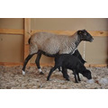 Овце, кози, продажба и покупка на малка цена, едър рогат добитък