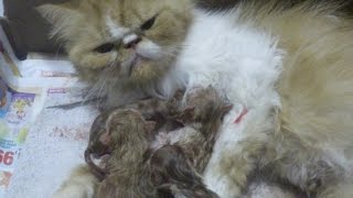 Представете Персийска котка, описание порода, характер, цвят (описание) Снимка Персийска котка, описание порода, характер, цвят