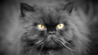 Снимка Персийска котка, описание порода, характер, цвят