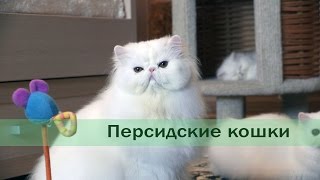 Представете Персийска котка, описание порода, характер, цвят (характер) Снимка Персийска котка, описание порода, характер, цвят