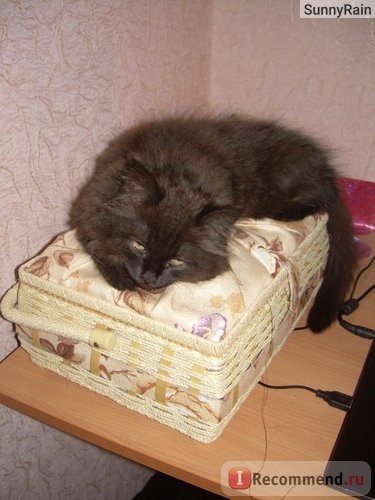 Персийска котка - 