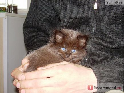 Персийска котка - 