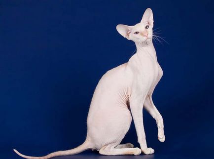 Peterbald снимки на котки, цена, описание порода, характер, видео, детски ясли - murkote за котки и котки