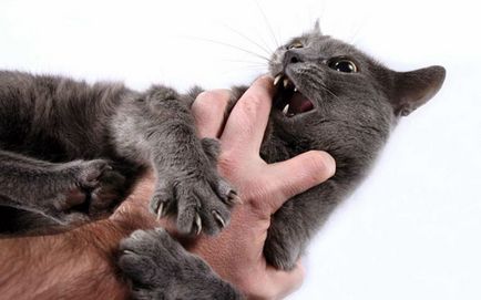Защо котката хапе, когато я гали (защо) Защо котката хапе да бъде гален