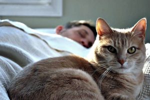 Защо котките спят в краката, което означава, че, защо котките обичат да отидете на легло в основната част на крака