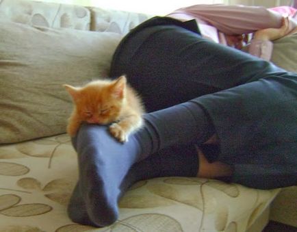 Защо котките обичат да спят на краката си
