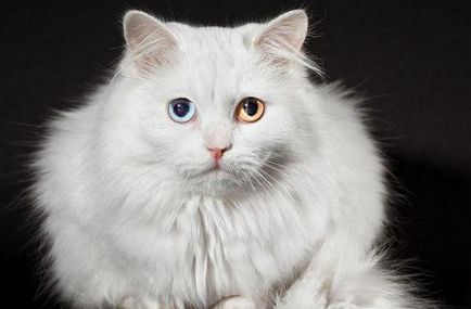 Защо котките се раждат с различни очи