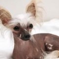 Защо куче вой в двора, на верижка, като у дома си, през нощта, Луната (на кучето) Защо куче вой в двора, на верижка, като у дома си, през нощта, Луната