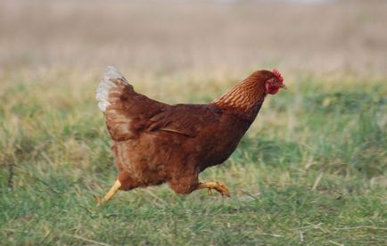 Защо пилета падат на краката, за да се определят причините и внимателен лечение