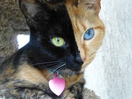 Защо котки сини другият едното око жълто