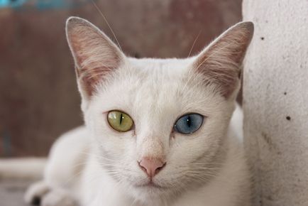 Защо котки сини другият едното око жълто