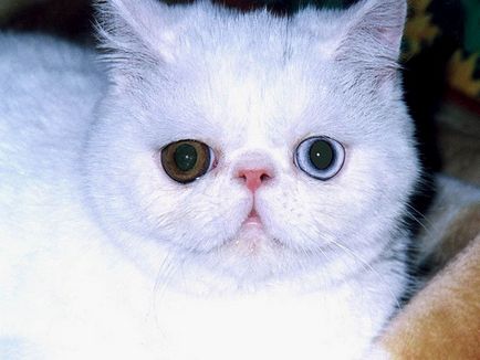 Защо котката различни очи защо котка различни очи