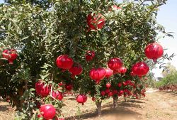 Торене ябълка - Схема за прилагане на торове, отколкото да се хранят ябълката