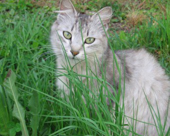 Са полезни билки за някои котки се хранят котка трева котка как да расте трева