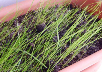 Са полезни билки за някои котки се хранят котка трева котка как да расте трева