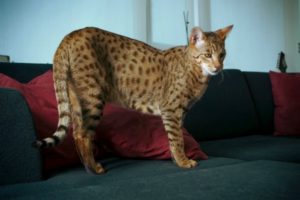 Порода котки леопард снимка, описание порода