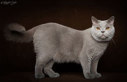 Портрети котки, фото новини