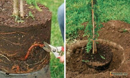 Засаждане на дървета през пролетта - как да се засаждат овощни дръвчета (ябълки, круши, череши), когато тя е най-добрият