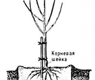 Засаждане на дървета през пролетта - как да се засаждат овощни дръвчета (ябълки, круши, череши), когато тя е най-добрият