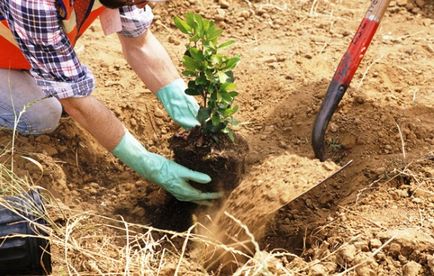 Засаждане на овощни дървета през есента, както и как да изберете разсад засаждане място на