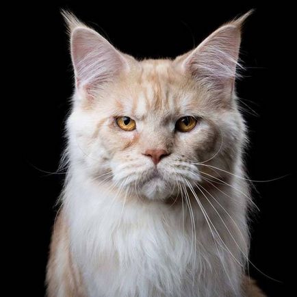 Зашеметяващи портрети на котки роба behou