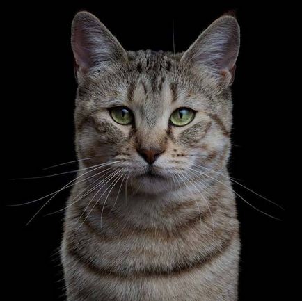 Зашеметяващи портрети на котки роба behou