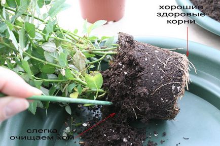 Правилната грижа за стаята роза в дома, градината (условия) Правилната грижа за стаята роза в дома, градината