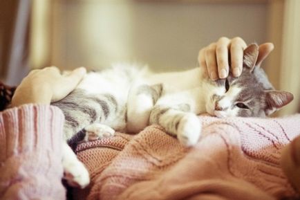 Дали собствениците лоялен котка, факт или мит привързаност котки за хората