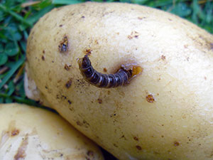 Червеи - как да се отървете от картофи район, средства за червеи; борба