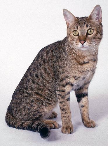 Забелязали порода котки снимка, описание, произход