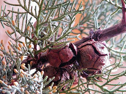 Cypress растение - грижи в дома кипарис пресаждане и размножаване; дом кипарис