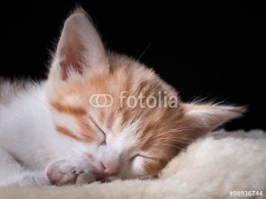 Различни очи при котки, това означава, Асистент (очи) котешки Различни очи при котки, които означава помощник котка