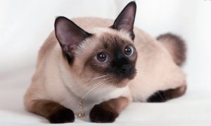 Различни очи при котки, които означава помощник котка