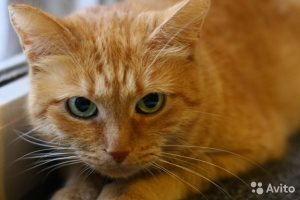 Различни очи при котки, които означава помощник котка