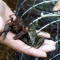 Развъждането и отглеждането на пъстърва в дома като бизнес технологии, бизнес план, (пъстърва) Развъждането и отглеждането на пъстърва в дома като бизнес технологии, бизнес план,